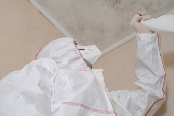 Best Same-Day Mold Removal  in Johnsonburg, PA